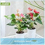 100個中国のアンスリウムの花のオフィス盆栽の種子エキゾチックな花長い開花期の植物