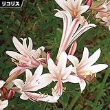 国華園　夏植え球根 リコリス インカルナータ 2球【※発送が国華園からの場合のみ正規品です】