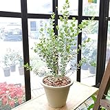 [エルフルール]ユーカリ(ハートリーフ)