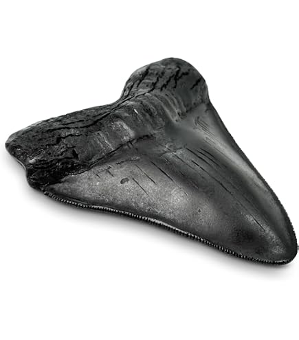 Amazon.co.jp: Prehistoric Planet Store 5.5インチ メガロドン