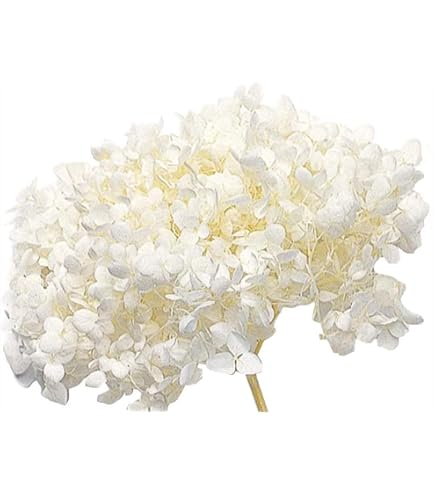 Amazon｜大地農園 プリザーブドフラワー フィンランドモス シロ