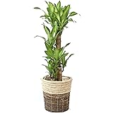 観葉植物 本物 幸福の木8号鉢 【ツートーン鉢カバー付】