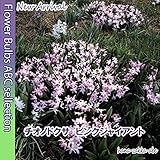 ◆【希少なピンク】チオノドクサ・ピンクジャイアント10球【オランダからの花便り】【秋植え球根】