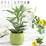 ハイミニみかげの鉢 レモンライム(φ9.5×H9.0cm)(ハイドロ苗9φに対応)