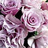 フレグランスローズ エターナル 6号鉢 2年生国産接ぎ木 バラ大苗【品種で選べる薔薇苗/1個売り】学名：Rosa 'Eternal'/バラ科バラ属 /耐寒性落葉低木・花木●エターナルという名前は「永遠」を意味します。淡いパープル色の高貴な花色で、花弁