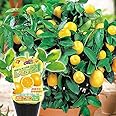 Amazon 苗 苗木 レモン レモン２１ 2株 家庭菜園 檸檬 れもん カンキツ かんきつ 柑橘 レモンの木 ビタミンc クエン酸 ベランダ 果樹苗 自給自足 植物 鉢植え 国華園 22年秋商品 果物