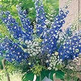 デルフィニウム：F1オーロラ ブルーインプ3号ポット3株セット ノーブランド品