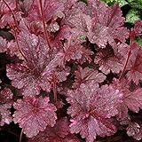 【宿根草】ヒューケラ「ミッドナイト・ローズ」5号(15cm) ポット