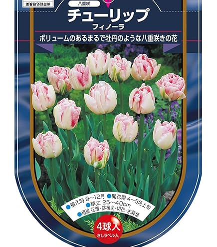 Amazon.co.jp: 球根：原種チューリップ オーケリアナ（フミリス）T