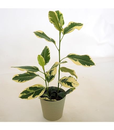 Amazon｜フィカス リラータ カシワバゴムの木 観葉植物 抜き苗｜観葉