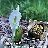 湿地性植物:ミズバショウ(水芭蕉) 9cmポット苗5ポットセット【紫桜館山の花屋】