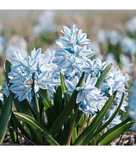 Amazon.co.jp: （紫桜館山の花屋）コゴミ 素掘り苗5株 山菜苗