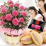 母の日 花とスイーツ ギフト カーネーション 鉢植え 5号鉢 ピンク ときめいて 苺 ブッセ セット プレゼント 用 ギフト ボックスでお届け