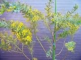 ミモザアカシア ギンヨウアカシア 銀葉アカシア 220CM前後 常緑樹