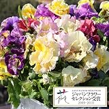 パンジー：エディブルムーランフリルゴールデンミックス3.5号ポット3株セット ノーブランド品
