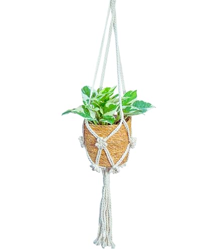 Amazon｜吉見農園のポトス・ライム5寸吊鉢｜観葉植物 オンライン通販