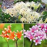 国華園　夏植え球根 リコリスBセット 5種18球【※発送が国華園からの場合のみ正規品です】