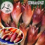 国華園　山菜苗　秋ミョウガ　5株【※発送が国華園からの場合のみ正規品です】
