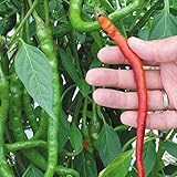 【メール便配送】　国華園　野菜たね　ピーマン・シシトウ　日光とうがらし　1袋(1ml)【※発送が国華園からの場合のみ正規品です】