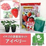 イチゴの袋栽培セット：ベルポットとイチゴ苗／アイベリー[大実品種！] ノーブランド品