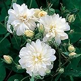 バラ苗 スノーグース 大苗ＥＲ6Ｌ専用角鉢入 白系　イングリッシュローズ
