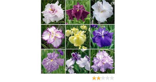 Amazon Co Jp ビオトープ 水辺植物 おまかせ花菖蒲 ５ポットセット 休眠株 ホーム キッチン