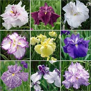 Amazon Co Jp ビオトープ 水辺植物 おまかせ花菖蒲 ５ポットセット 休眠株 ホーム キッチン