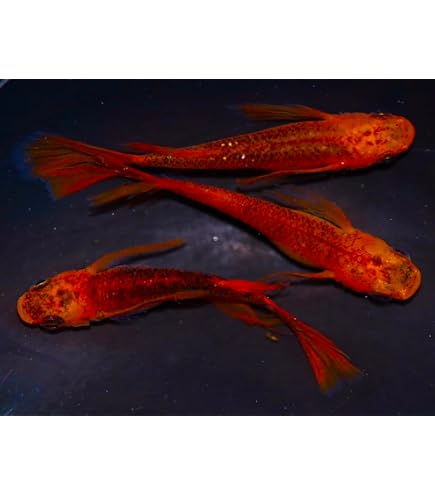 Amazon | 【広島めだかの里】朱紅菊 リアルロングフィン ︎稚魚8匹 Amazon | 【広島めだかの里】朱紅菊 リアルロングフィン ︎稚魚8匹