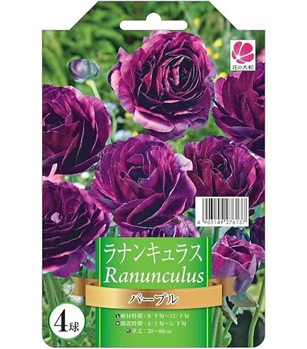 ノ·アルフレ　ラナンキュラス ラナンキュラス ラックス ニノス 白 4号ポット 苗 耐寒性 宿根草花苗