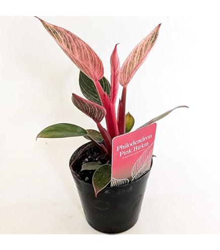 Amazon｜ITANSE シンゴニウム フレンチマーブル 4号 1個売り