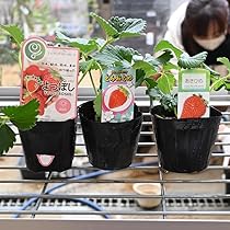 いちご苗濃姫60個セット 専用出品！ いちご苗濃姫60個セット 専用出品！ 25年9月中下旬予約]イチゴ：