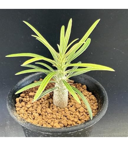 Amazon.co.jp: コーデックス：パキポディウム グラキリス 実生 S