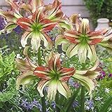 国華園 春植え球根 耐寒性アマリリス ラタトゥイユ外 1球【※発送が国華園からの場合のみ正規品です】