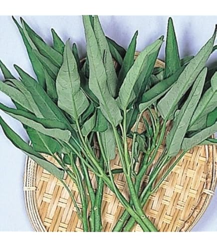 専用★空芯菜の種【1kg】 Amazon.co.jp: 空芯菜の種 (くうしんさい) 大きなパック 1KG 無