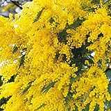 国華園　花木　ミモザ　銀葉アカシア(ミモザアカシア)　1株【※発送が国華園からの場合のみ正規品です】