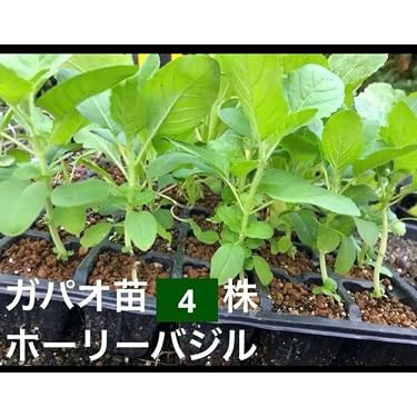Amazon.co.jp 最新リリース: 園芸用苗 の新着ランキングです。