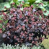 【6号鉢大株】セダム「ボン・ボン」