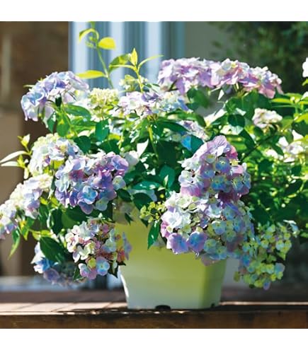 Amazon｜紫陽花 大鉢8号 ラグランジア ブライダルシャワー｜観葉植物