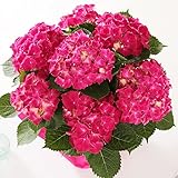 母の日 あじさい カルメン ピンク 赤 鉢花 フラワーギフト プレゼント 鉢花 紫陽花 アジサイ