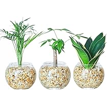 Amazon｜東京寿園 観葉植物 3点セット ハイドロカルチャー 本物