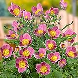 シュウメイギク（秋明菊）：ダイアナ5号鉢植え[コンパクトなプリティレディシリーズ] ノーブランド品