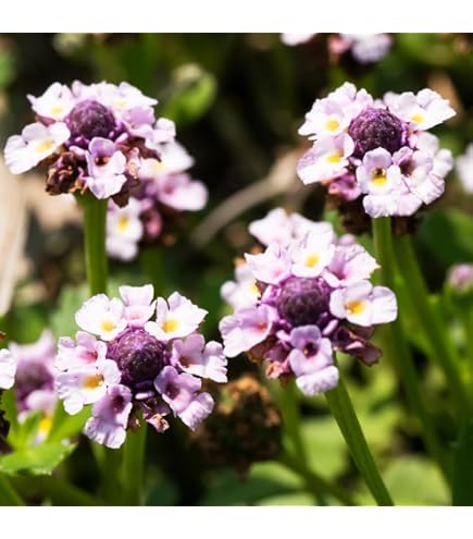 Amazon.co.jp: ヒメイワダレソウ（リピア） 【 10Potセット