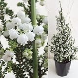 クリスマスエリカ4号鉢植え[絵梨花 スズランエリカのツリー仕立て] ノーブランド品