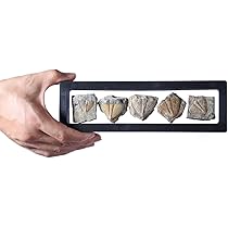 貴重骨董【三葉虫化石硯】化石約２億５１００万年最高級書道具希少珍品新品未使用です 巨大な三葉虫:¥780,000🫢/ハンズ名古屋店の鉱物•化石販売
