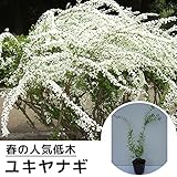 【30本セット】 ユキヤナギ 樹高0.3m前後 10.5cmポット 雪柳 ゆきやなぎ 苗木 植木 苗 庭木 生け垣