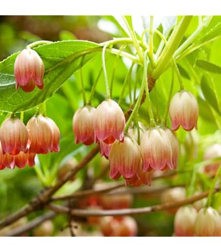 Amazon.co.jp: 山採り鉢植え 天然ドウダンツツジの根巻き苗 : DIY