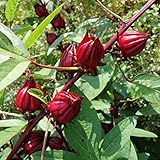 ローゼル（ハイビスカスティー）5号ポット ノーブランド品