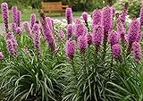 種子ピンク高密度ブレイジングスターRozovyy（Liatris spicata）多年生