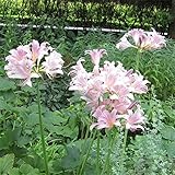 ヒガンバナ（彼岸花・リコリス）：桃花（スプレンゲリ）3.5号 3株セット[なつかしい里山の花] ノーブランド品