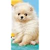 犬 Hd 7 1280 壁紙 ふわふわポメラニアン その他 スマホ用画像 犬 Hd 7 1280 壁紙 ふわふわポメラニアン その他 スマホ用画像